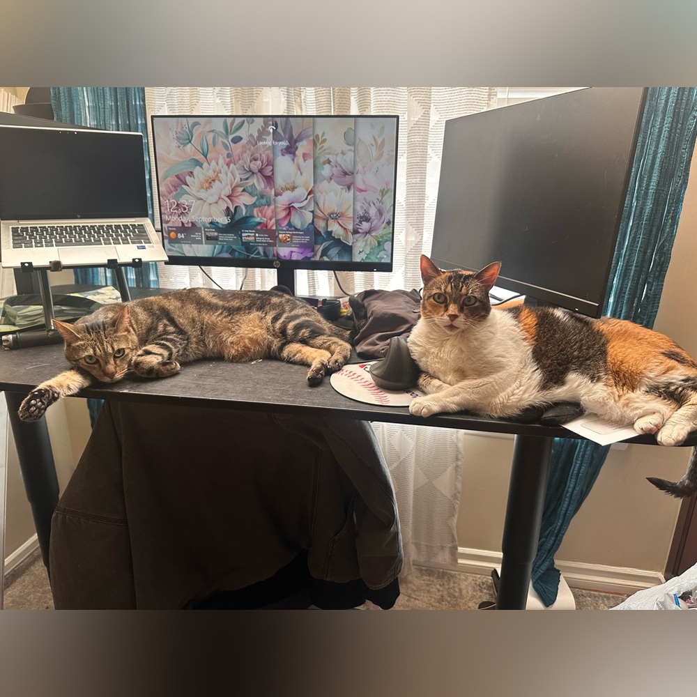 JAMI & BIGGIE ARE LIVE!! LIKE TO BE NOTIFIED! - Picture 13 of 16